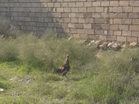 Chickens — foto 1