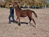 母马, Horses — 照片 1
