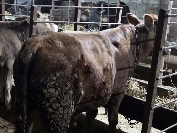 Taureau, Bovins