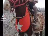 Konie (partia, płeć nieokreślona), Mustang — zdjęcie 3