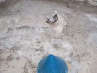 Quduc başlıqlı göyərçin yuvası/sığınacağı Məhsul təsviri: - Konus — фото 1