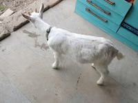 Oğlak, Saanen goat — foto 3