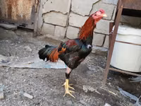 Chickens — foto 8