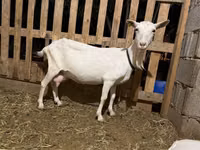 雌ヤギ, Saanen goat — 写真 2