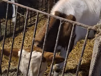 Buğa, Simmental cattle — foto 4