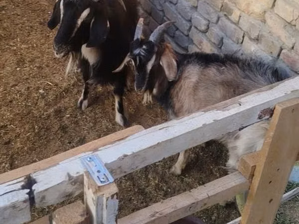 Cabra, Cabras