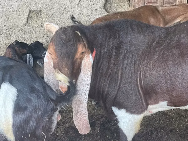 Boucs, Kamori goats
