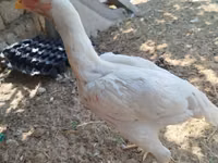 Chickens — zdjęcie 2