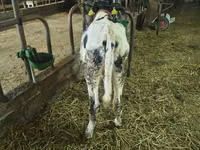 காளை, Russian Black pied cattle — புகைப்படம் 4