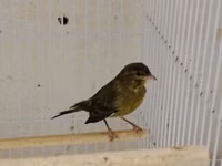 Daimi qus isi ile mesqul olanlar biler bu qiymete erkek bulbul esla — сүрөт 3