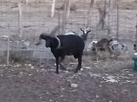 ஆண் ஆடு, Shetland sheep — புகைப்படம் 6