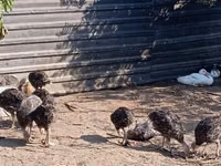 Turkeys — zdjęcie 5