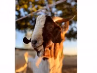 Kozioł, Boer goat — zdjęcie 1