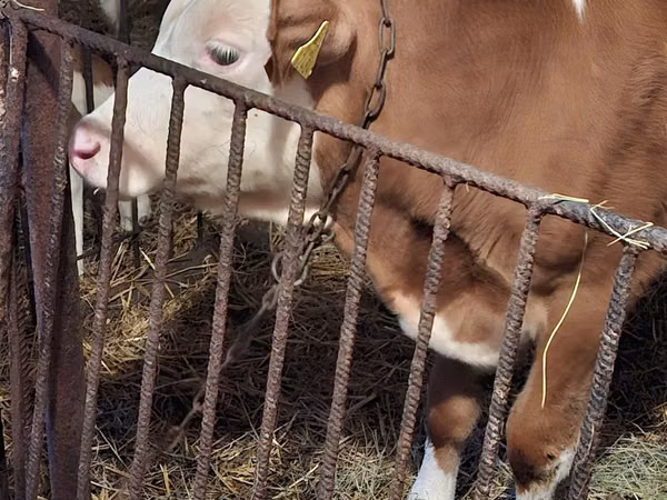 காளை, Simmental cattle