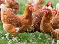 Chickens — 写真 3