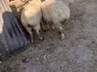 绵羊（批次，未指定性别）, Sheep — 照片 3