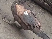 Ducks — foto 1