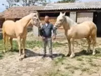 Yegua, Caballos — foto 5
