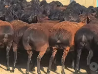 母羊, Sheep — 照片 2
