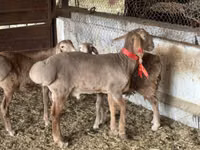 公羊, Sheep — 照片 1
