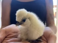 Silkie — foto 6