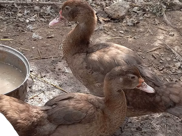 Утки