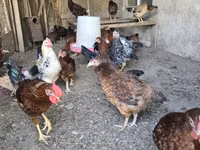 Chickens — foto 6