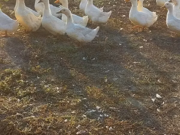 Ducks