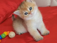 Britaniya Şinşilla (Golden/Blue eyes) balası - Cins: Britaniya — ფოტო 4
