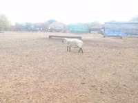 公羊, Shroshire sheep — 照片 4