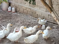 Ducks — 1-rasm
