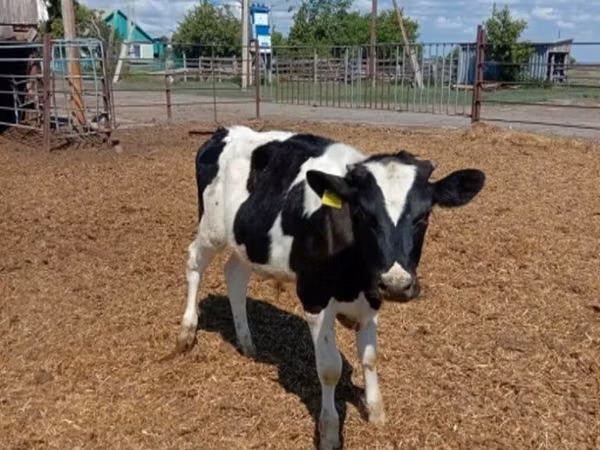 Býk, Russian Black pied cattle — Rusko