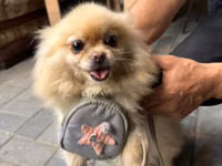 🐶 Satılır – Çox Şirin Dişi Pomeranian (Spitz) 🐶 2 yaşlı, dişi, çox — foto 2