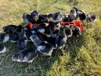 Australorp — Foto 1