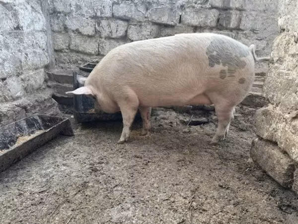 Locha, Świnie