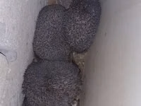 Saglam gumrah kirpiler cadirlma pulsuz Başlıq: Kirpi (canlı) Məhsul — 照片 3