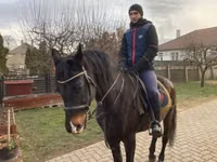 Koń, Furioso-North Star — zdjęcie 2