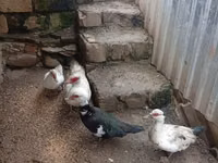 Ducks — ფოტო 3