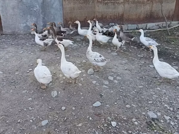 Geese