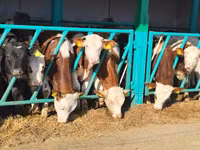 Buqa, Simmental cattle — 2-rasm