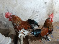 Chickens — الصورة 1