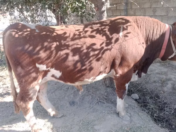 सांड, Simmental cattle