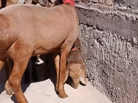 ცხვარი, Edilbay sheep — ფოტო 2