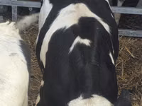 Buqa, Russian Black pied cattle — 5-rasm