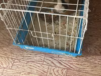 Ginepig +yuvasş + su qabısı ile birlikde sadece 60 manat Məhsul — الصورة 3
