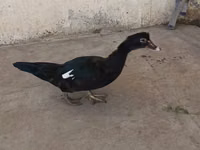 Ducks — الصورة 1