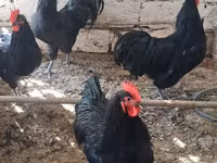 Chickens — ფოტო 1