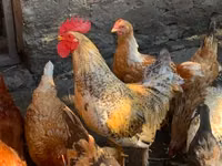 Chickens — الصورة 1