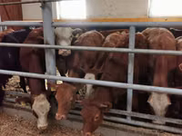 Rinder (Partie, Geschlecht nicht angegeben), Limousin-Kuh — Foto 4
