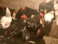 Chickens — 1-rasm